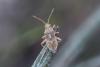Stictopleurus sp.